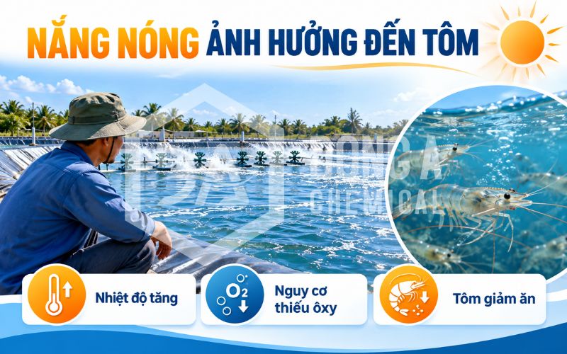 Giảm rủi ro cho ao tôm mùa nắng nóng: Giải pháp thực tế